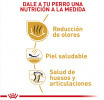 Bulldog Inglés Adult